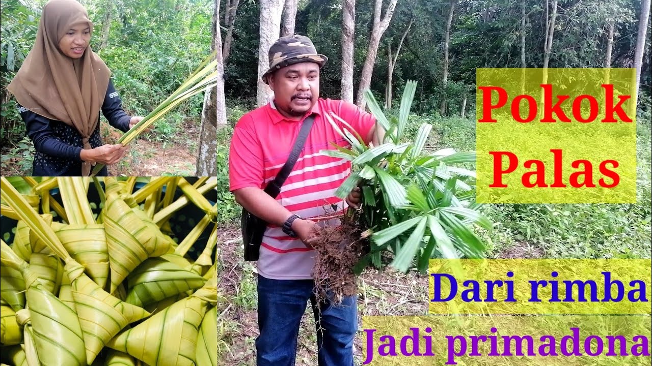 Cara cara tanam pokok palas untuk pokok hiasan dengan ...