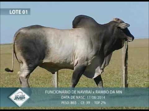 LOTE 01