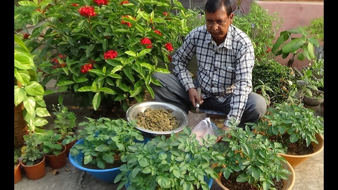 How to grow potatoes in pots (With English subtitle) YouTube