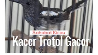 KACER TROTOL GACOR & AGRESIF