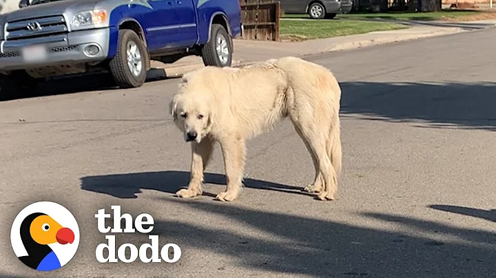 No One Could Catch this Giant Stray Great Pyrenees Until... | The Dodo - DayDayNews