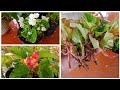 How To Care Begonia | How To Grow Begonia From Cuttings