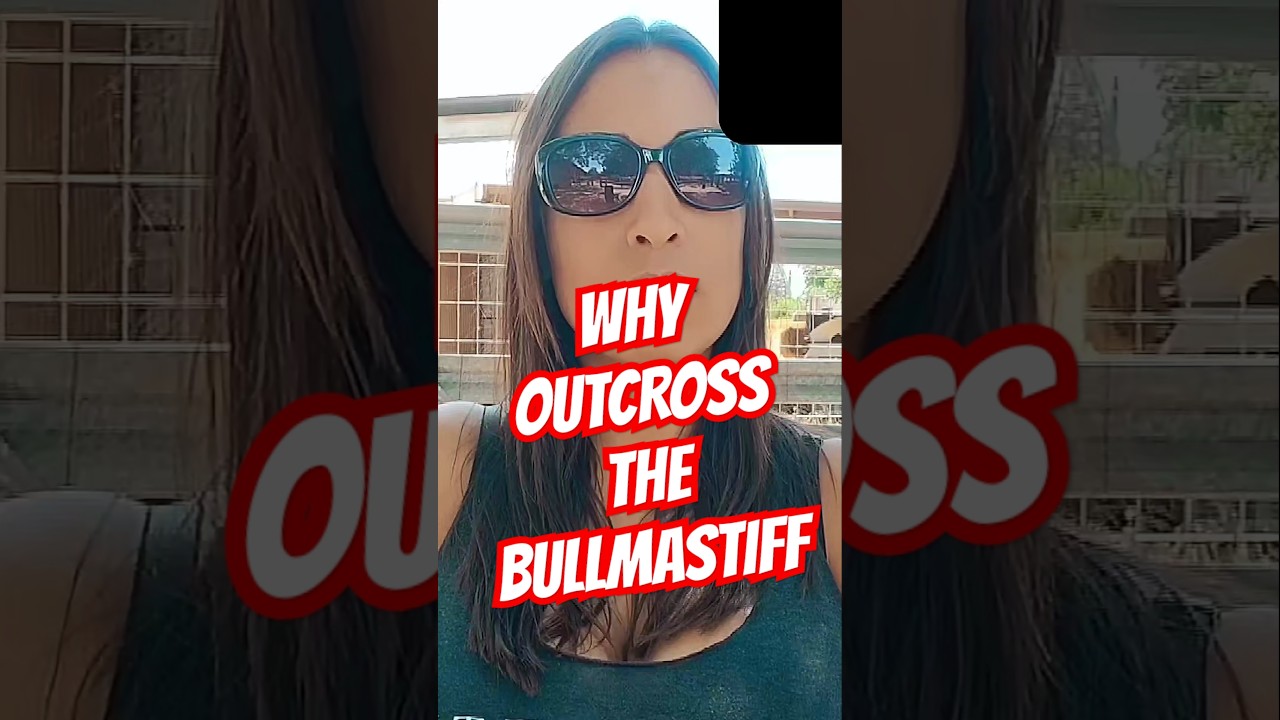 WHY OUTCROSS THE BULLMASTIFF