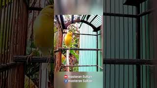 pancingan kenari betina memanggil jantan #shorts #kicaumania #masteran