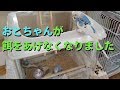 おとちゃんが餌を与えなくなりました【セキセイインコ】【#15】