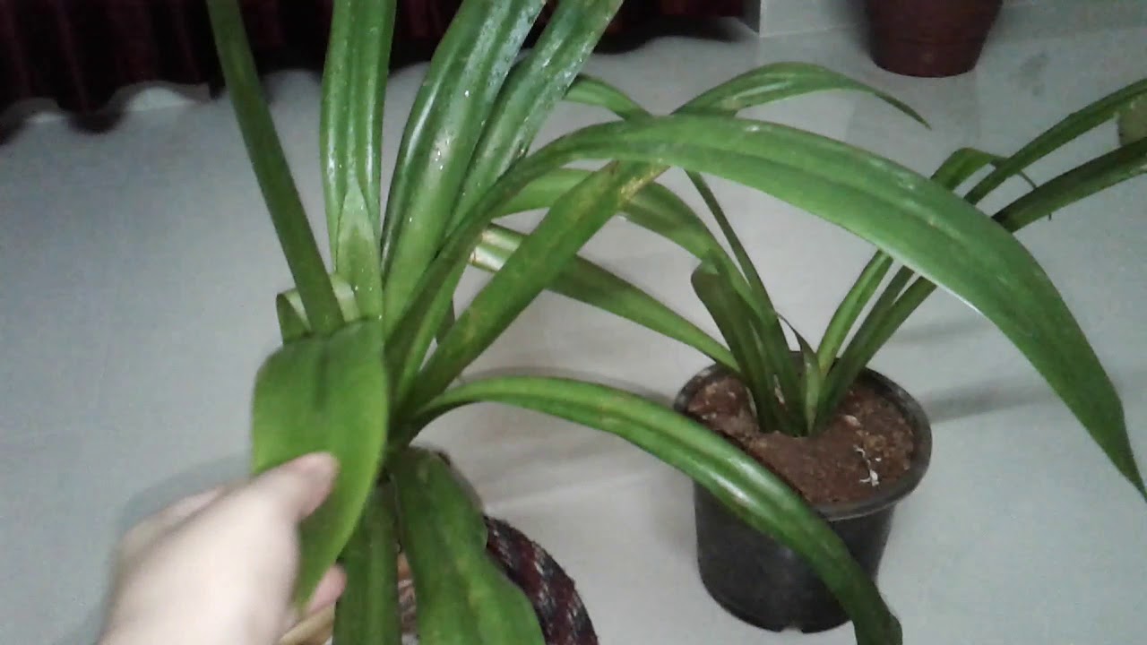 spider lily plant care n tips by nili 