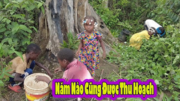 Thu hoạch lộc trời ban cho Angola hàng năm mỗi khi mùa mưa tới|| 2Q Vlogs Cuộc Sống Châu Phi