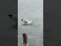 Smart seagull washing its food!