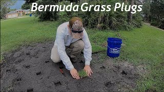 Planting Bermuda Grass Plugs | Grass Plugger Grass Plug Plugging