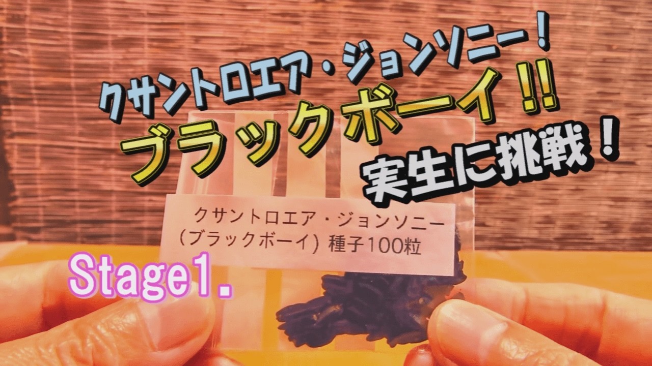 ブラックボーイの実生に挑戦‼＃クサントロエア＃ブラックボーイ＃実生