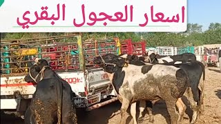 اسعار العجول البقري اللحم والقاني بسوق الخميس اليوم ٢٣/ ١١/ ٢٠٢٣م