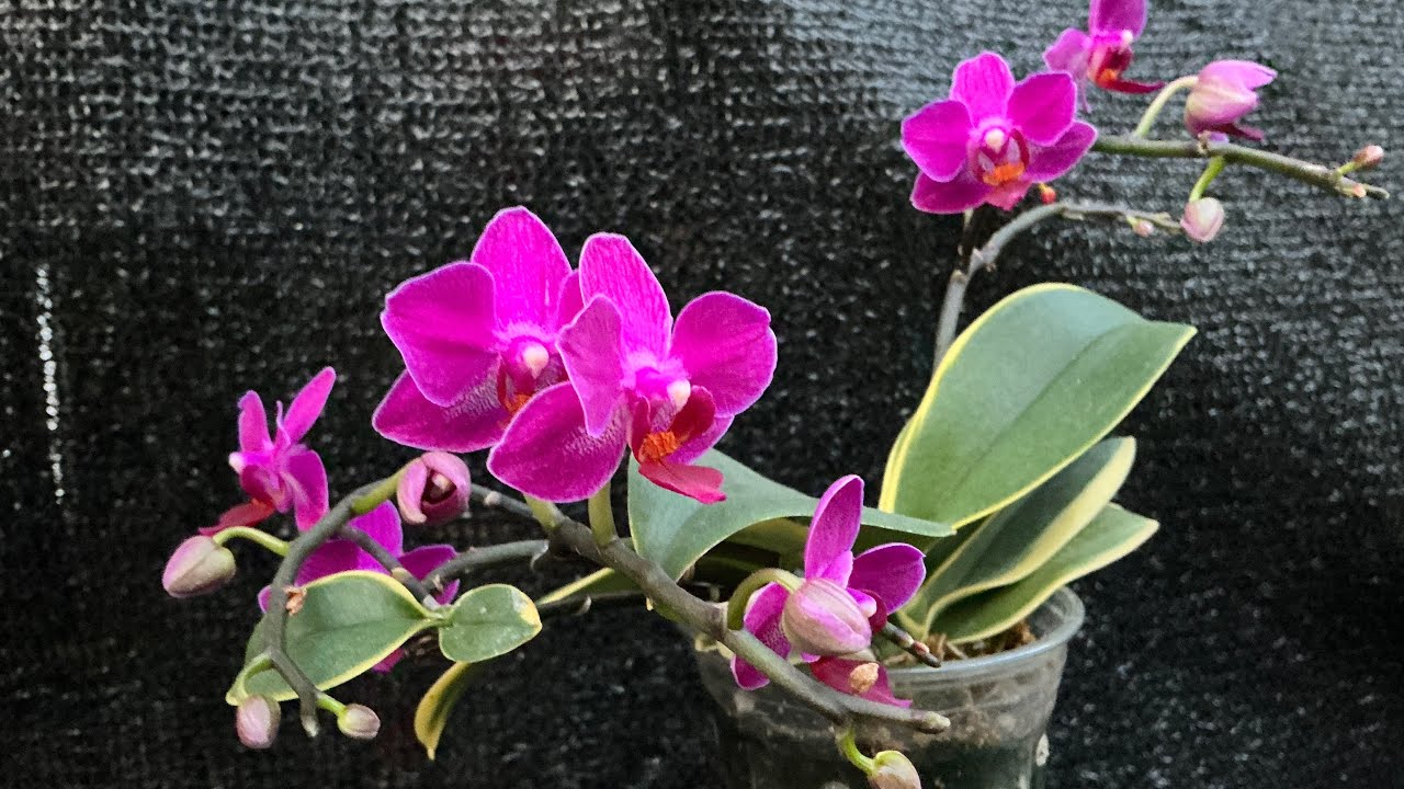 洋蘭原種 (785) 落葉性胡蝶蘭 Phalaenopsis thailandica