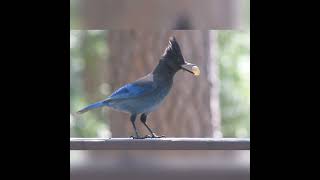 Steller's Bluejays, roaming Pollock Pines in California captured on Sony A330.