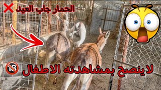 الحمار هجم على جحيشه وامها وعضهم !! ورفسوه لين انجرح  ( المقطع للكبار فقط )