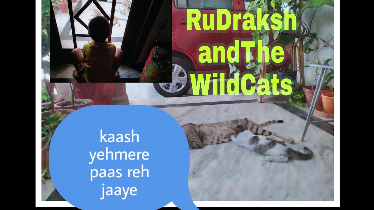 StrayMotherCatplayingwithKitten/AnAfternoonInQuarantineLife