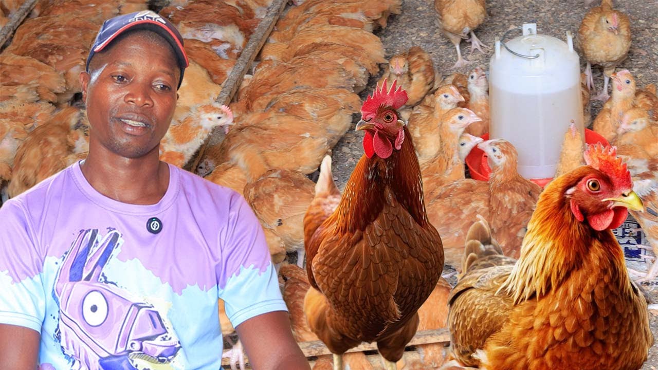 Natangiriye Ku NKOKO 50😱 | Mbonye INYUNGU Ivuyemo🤑Mfatiraho😍 Ubworozi Bw' INKOKO Bungejeje Kure