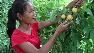 Find meet Natural gold apple fruit for food in jungle - Natural gold apple for eat delicious #44