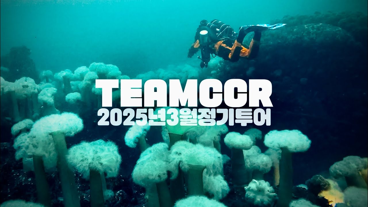202503 TEAMCCR, 양양 수온5도 말미잘 활짝 피어 반기네. FXCCR Crossover. 남애스쿠버리조트