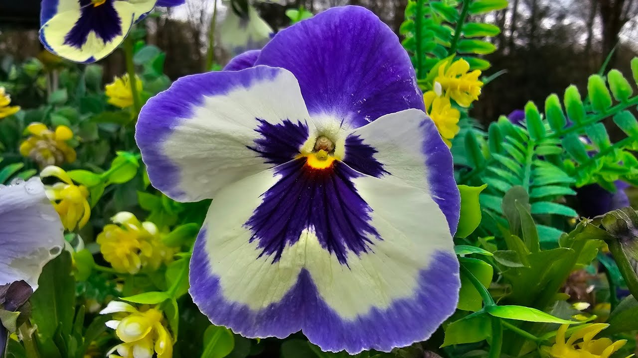 PANSIES COME BACK EVERY YEAR YouTube