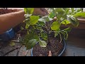 How to bonsai a lemon tree with gizzy green fingers