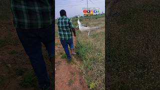 Udumu hunting and killing Monitor Lizard 😮😧 #Shorts #udumu #lizard #forest #danger #animals #killing