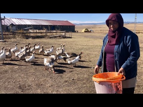 Video: Dişli saplama: temel kavramlar ve uygulamalar