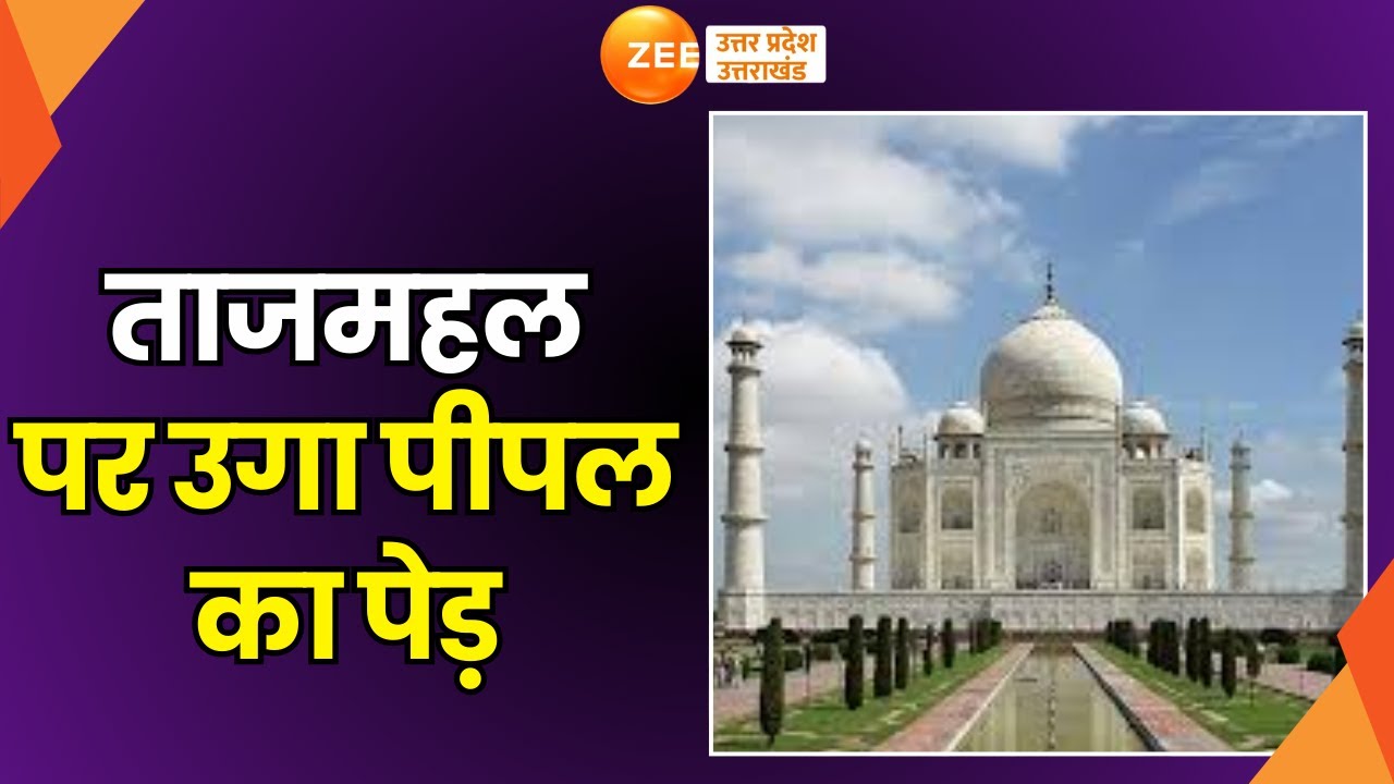 Agra: ताज की खूबसूरती पर पेड़ वाला दाग! मुख्य बिल्डिंग पर उगा पीपल का पेड़ | Taj Mahal | Peepal tree