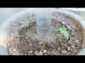 plastic bottle Easy watering system for plants