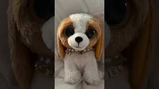 cookie #beanieboos #collector #cute