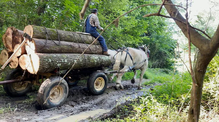 Jeff Ferge Logging