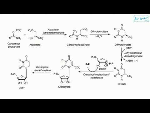 Vídeo: Para que serve o carbamoil?