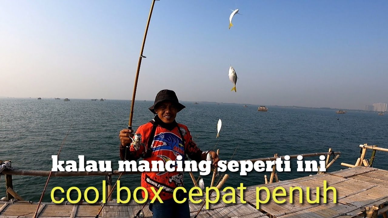 Explore bagan pertamina ternyata sarangnya ikan selar