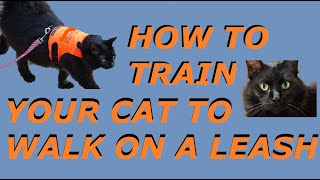 How to Walk a Cat on a LEASH