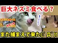 ネズミを食べる動画でバズったミニーが巨大ネズミを捕まえて来た