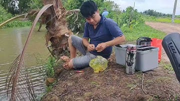 câu cá chúng ổ cá chốt giật mỗi tay