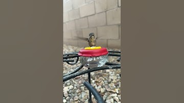 Hummingbird Lands on Small Hummingbird Feeder #hummingbird #slowmotion
