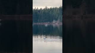 Here comes the flock!! #shortsfeed #shortsvideo #naturetherapy #swans #springsounds #naturesounds