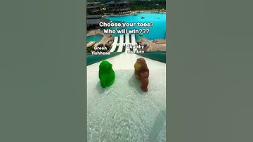 Monkey vs Fish: The Squishy Showdown