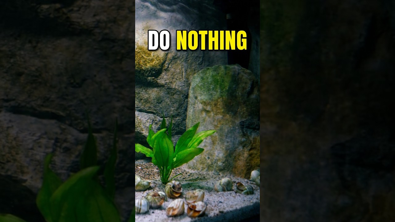 The secret to growing aquarium plants easily