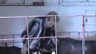 Goat knocks over TV reporter