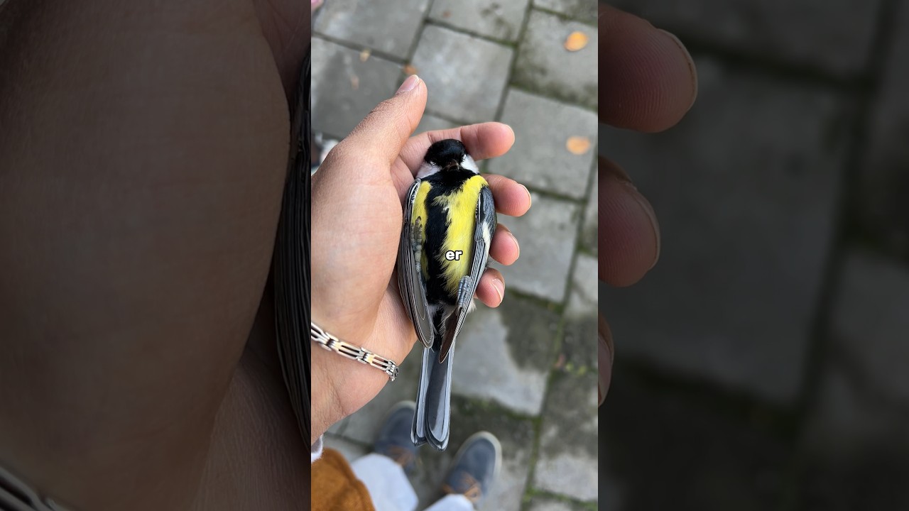 Ich habe einen Vogel gefunden!! 😨 #nahtoderfahrung