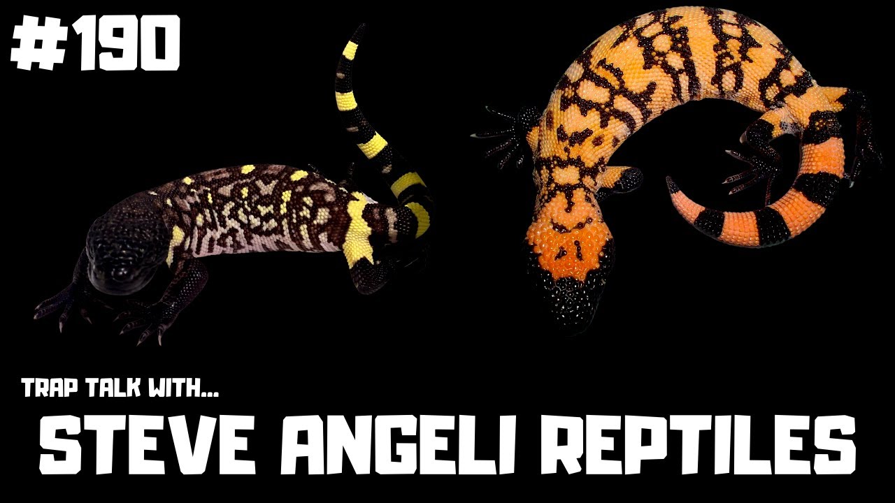#190 STEVE ANGELI REPTILES | HELODERMA HORRIDUM | EXASPERATUM ...