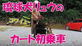 琉球犬リュウのカート初乗車は失敗に終わる【ジャーマンシェパードと雑種犬と琉球犬の田舎暮らし】