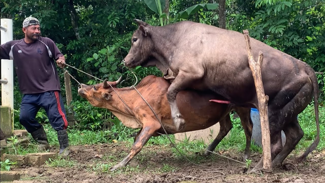 In Heat Cow Mating Youtube