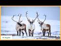 Wild Norway - The Last Great Bastion of the Ancient North | Nature Documentary