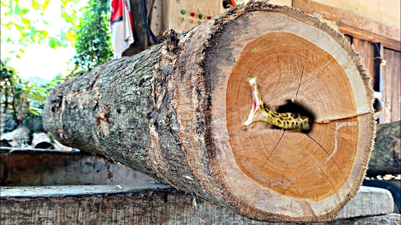 The production of old teak wood planks full of beautiful fibers is ...