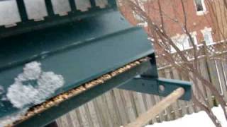super dramatic squirrel rescue