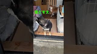 黒柴子犬、初めて雪を見る! なんですか ,これ?