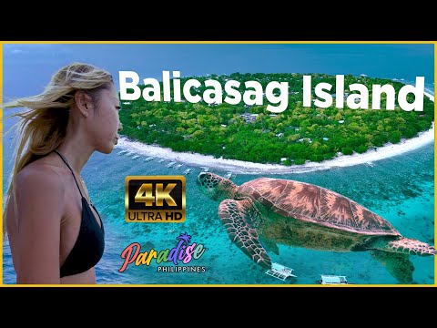 The turtles and the fishes, the island's riches | Balicasag Island, Bohol | Paradise Philippines