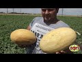 Melon Korsa F1, Дыня Корса F1 (Agri Saaten)